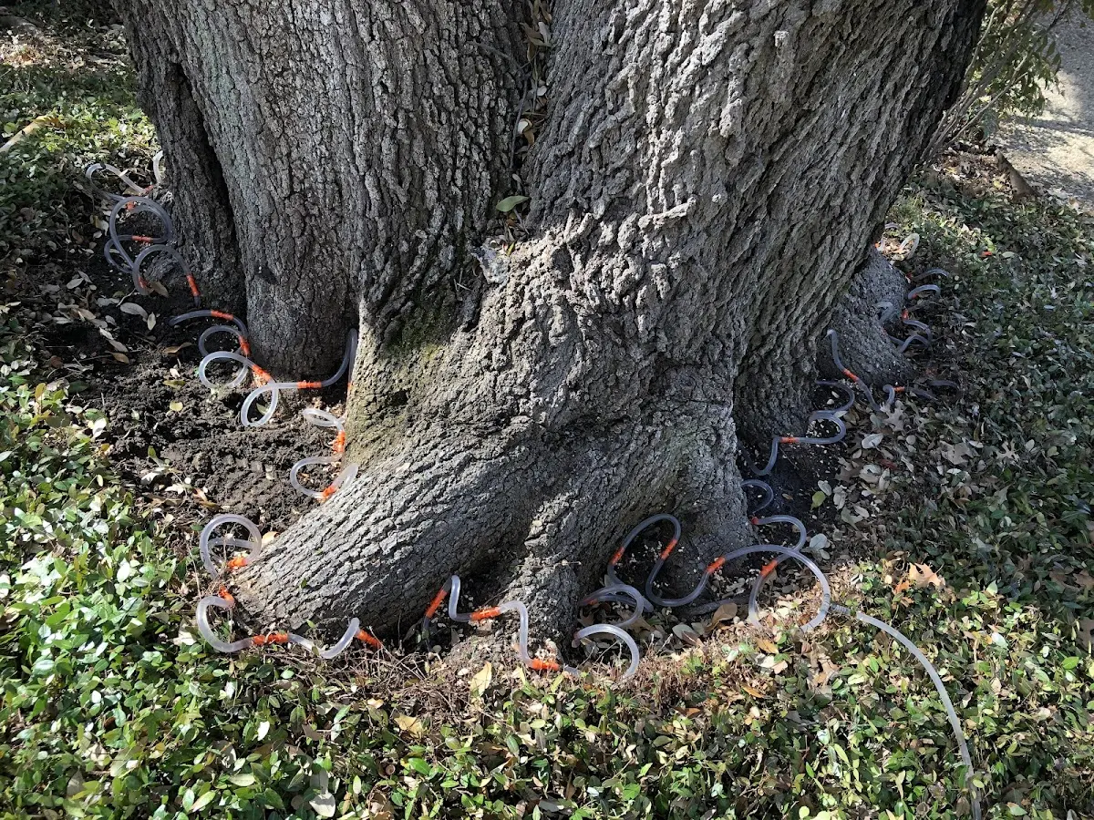 Detailed Tree Cabling and Bracing job site in Happy Valley