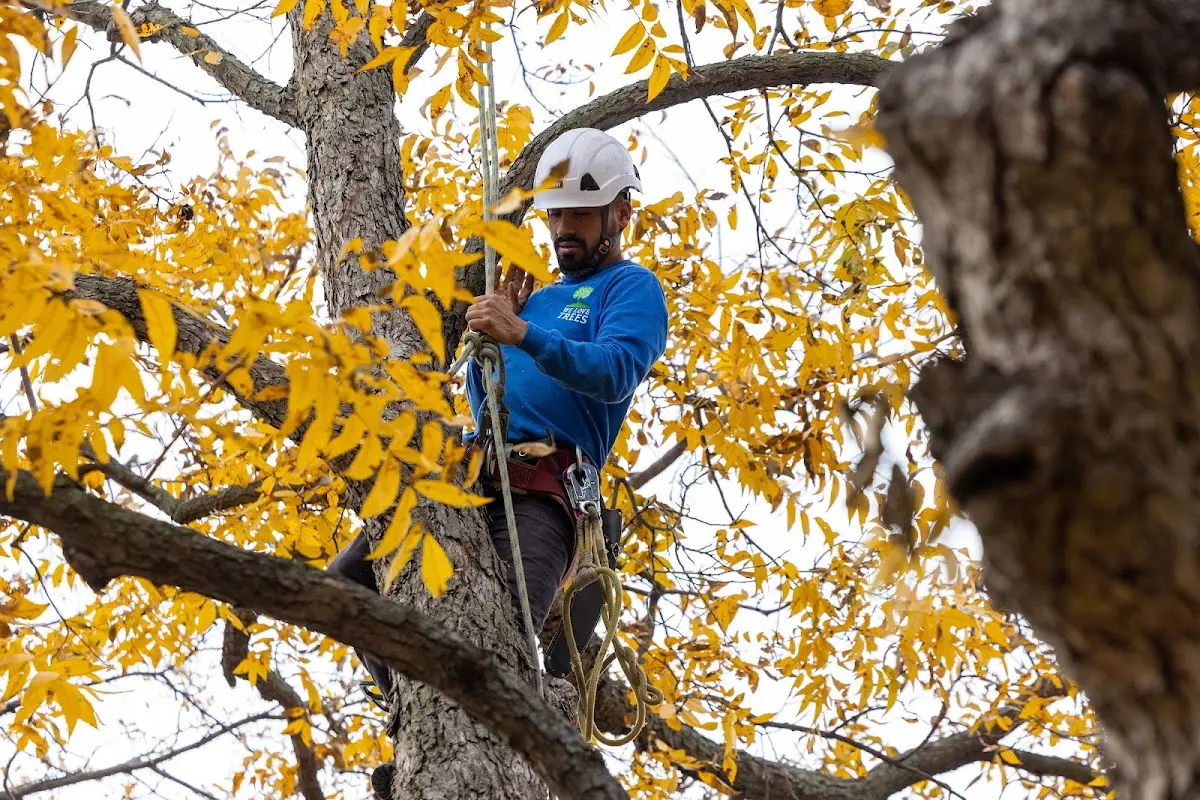 Skilled Tree Trimming crew working in Happy Valley